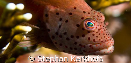 freckled hawkfish (paracirrhites forsteri) taken at Shark... by Stephan Kerkhofs 